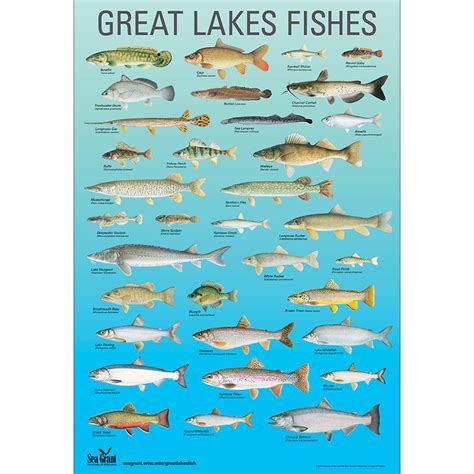 Great Lakes Fishes Poster 2014 – Publications