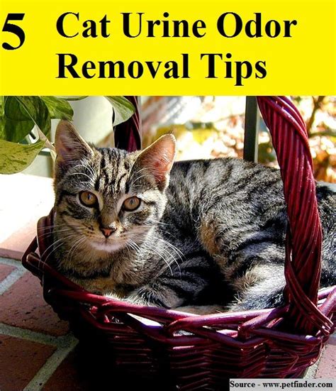 5 Cat Urine Odor Removal Tips...For more creative tips and ideas FOLLOW ...