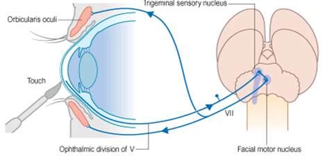 Teach Neurology: The corneal or blink reflex