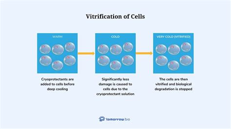 What Is Vitrification?