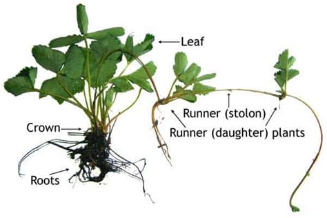 SBI3UPlantsJan2012 - Asexual Reproduction in Plants - Research Page