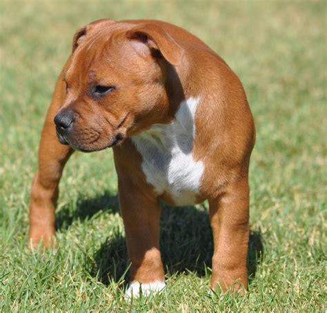 a small brown and white dog standing on top of a green grass covered field with its head down