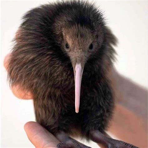 Is the kiwi bird extinct? - DIY Seattle