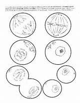 Meiosis Activity Coloring Pages sketch template