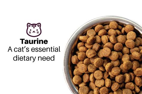 Taurine: A Cat’s Essential Dietary Need – Nilufar