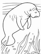 Manatee Coloring Pages sketch template