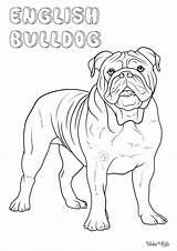 English Bulldog Coloring Pages Free Printable PDFs  WakeTheKids sketch template