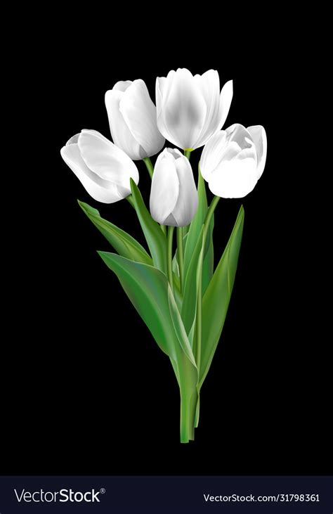 White tulips on a black background Royalty Free Vector Image