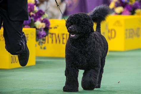 The 2015 Westminster Kennel Club Dog Show Photos - ABC News