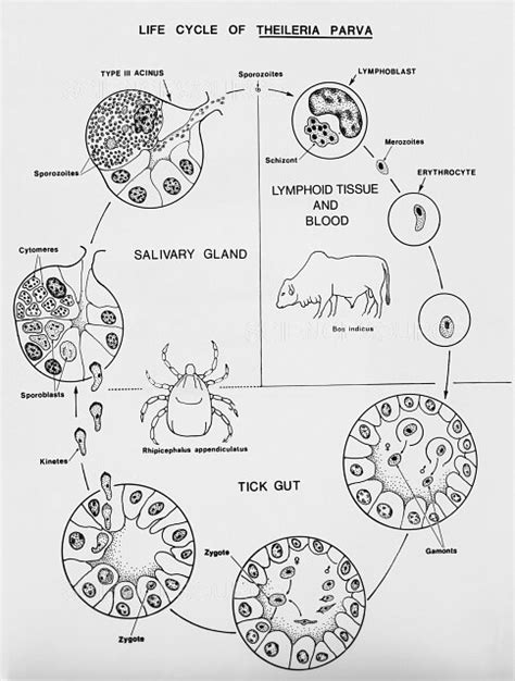 Life Cycle of Theileria parva | Stock Image - Science Source Images