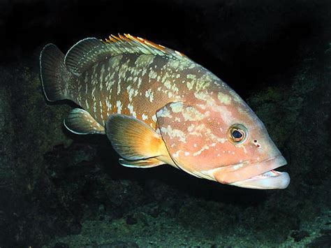 Epinephelus marginatus - Monaco Nature Encyclopedia