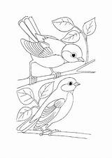 Free Bird Coloring Pages PDF  Coloringfoldercom sketch template