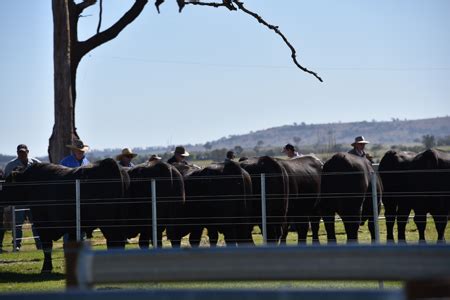 History was made for Texas - TEXAS ANGUS