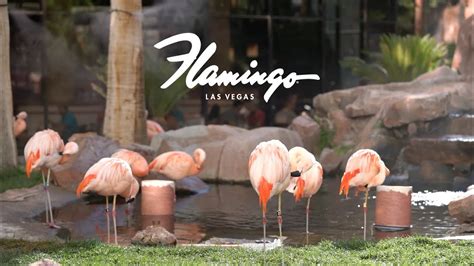 Wildlife Habitat Flamingo Hotel Las Vegas Top Sellers | blog.websoft9.com