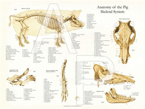 Pig Skeleton Anatomy