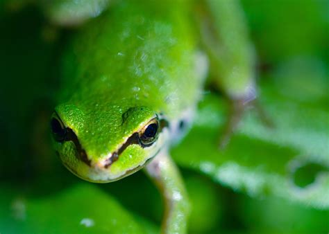 green frog by Manyroomsphotography.deviantart.com Frog Wallpaper, Animal Wallpaper, Nature ...