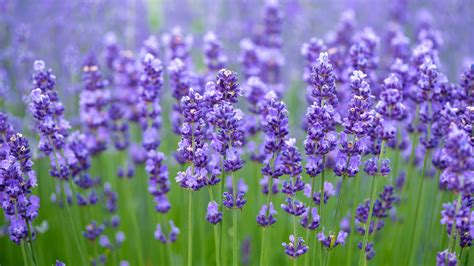 Lavanda, citronela y más plantas que repelen insectos, para cultivar en ...