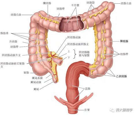 消化系统｜大肠_盲肠