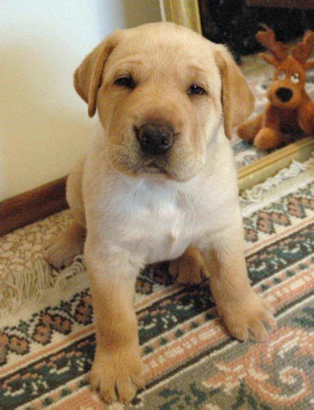 Lab Pei (Shar Pei x Lab Mix) Temperament, Training, Puppies, Pictures