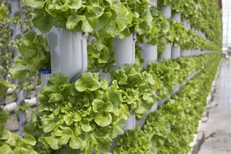 Vertical Farming: Everything You Need to Know | Eden Green