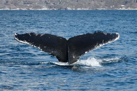 Photographing wildlife in Greenland | Guide to Greenland