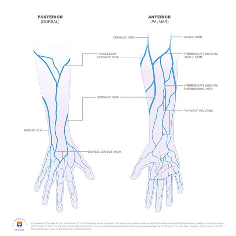 Dundee - Drawing Superficial veins of the hand - English labels | AnatomyTOOL