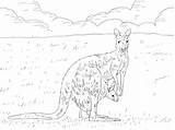 Eastern Grey Kangaroo With Baby Coloring Page  ColouringPages sketch template