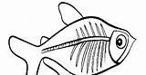 X Ray Fish Coloring Page sketch template