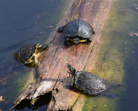 3+ Free Spotted Turtle & Terrapin Images - Pixabay