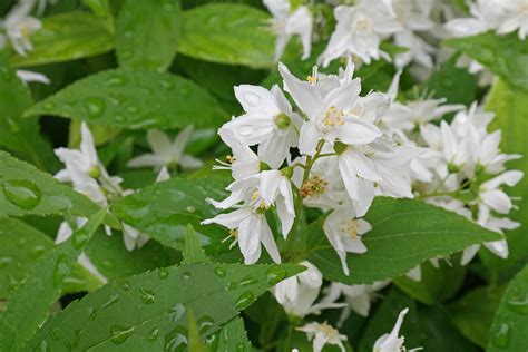 Deutzia gracilis