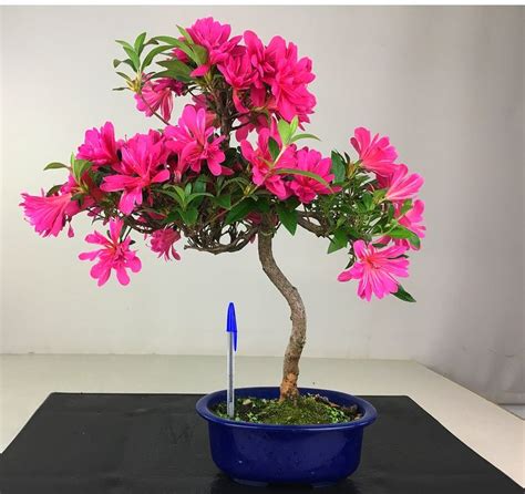 Azalea bonsai (Rhododendron) - 41×45 cm - Japan - Catawiki