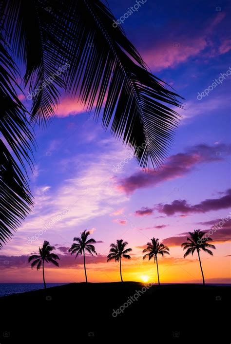 Hawaiian palm tree sunset — Stock Photo © krisrobin #117032266