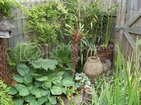 Size of pots for bamboo. | Gardeners Corner - The Friendly Gardening Forum