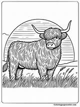 9 Baby Highland Cow Coloring Pages sketch template