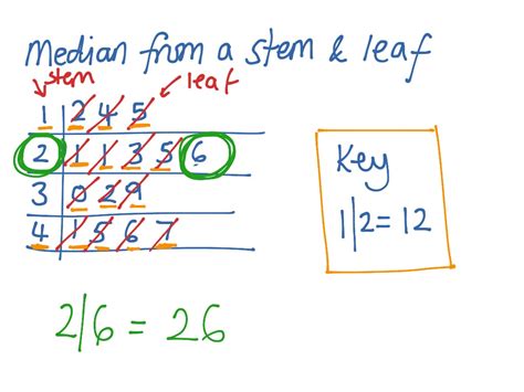 Stem and leaf plot - rodenfirst