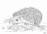 Porcupine Line Drawing Coloring Clipartmag Sketch Page sketch template