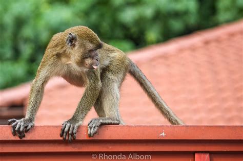 Batu Caves, Monkeys Are One Reason to Visit This Malaysian Temple ...