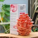 hot pink grow your own mushroom kit by espresso mushroom company | notonthehighstreet.com