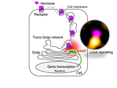 Label The Parts Of The T Cell Receptor