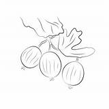 Red Gooseberry At Tree Coloring Page For Kids  Free sketch template