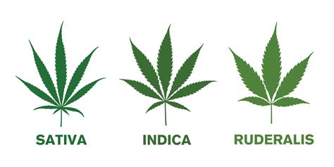 Cannabis Ruderalis