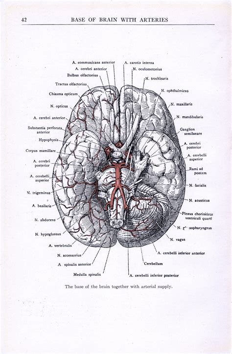 The base of the brain together with arterial supply We produce all of our on images in shop, and ...