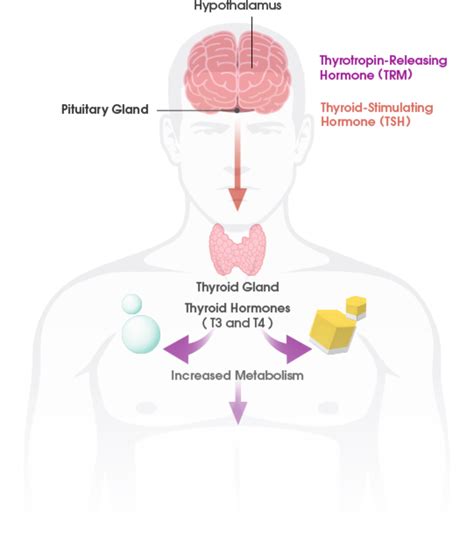 What is the thyroid gland? | THYROGEN® (thyrotropin alfa) for Injection