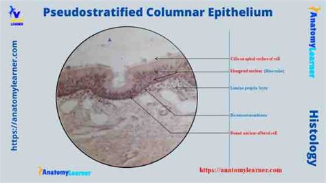 Pseudostratified Columnar Epithelium under a Microscope with a Labeled Diagram » AnatomyLearner ...