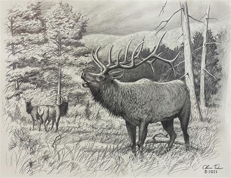 Rocky Mountain elk drawing Drawing by Chance Tedesco - Pixels