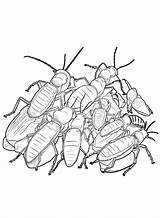 30  Cockroach Coloring Pages Free Printable PDF JPG PNG & Online sketch template