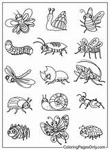 50  Bugs Coloring Pages Free Printable PDF & Online Coloring sketch template
