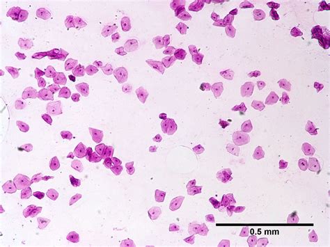 Cheek Cells 400x