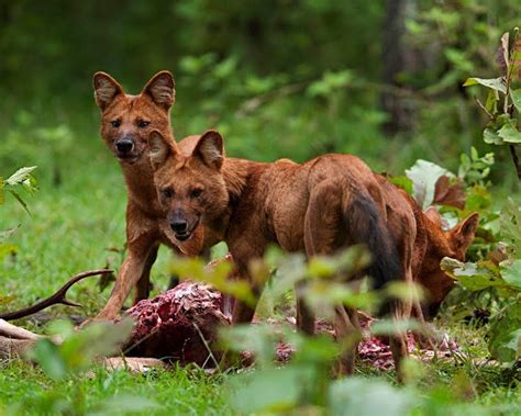 Most Endangered Animals In India | Cute Animals