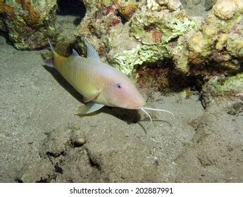 189 Barbel Fish Species Images, Stock Photos & Vectors | Shutterstock